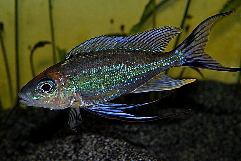 Cyathopharynx furcifer 'Mbita Island'